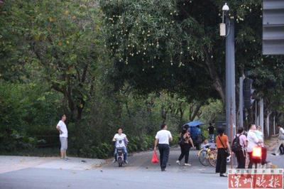 街头芒果摇曳成风景 宜赏不宜食 城市绿化管理新课题