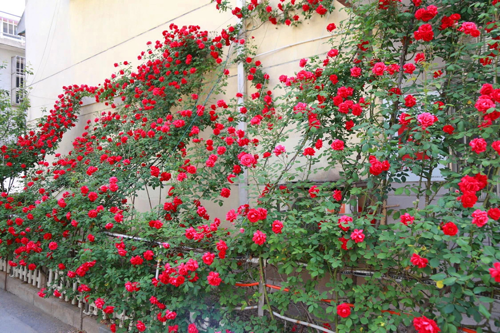 连云港 花园式街巷实现立体绿意，垂直绿化引领城市绿化管理新篇章