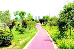 四季常绿三季有花，菏泽市桂陵路景观带美爆城市绿化新风尚