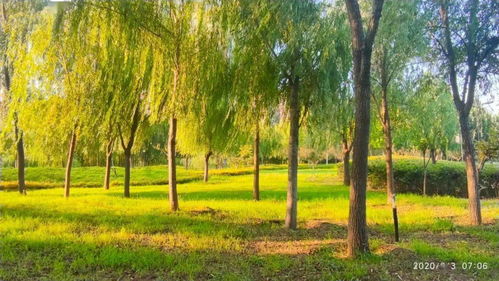 14.48亿投入下的开封城区绿化实践与城市绿化管理之道