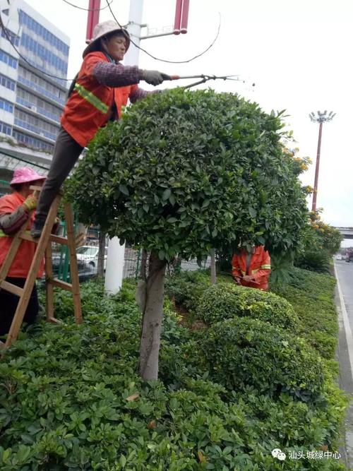 强化管理，城市绿化要实现从“绿变”到“绿质”的跃升